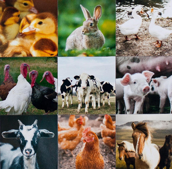 Custom Photo Magnets